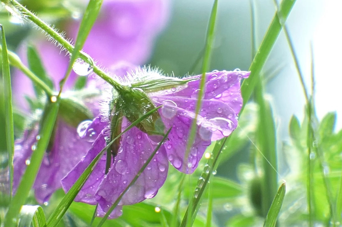 Regentropfen auf Gras und Blumen